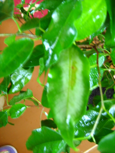 Вот такое пожелтение листа