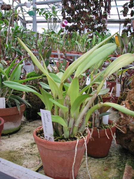 Фото орхидеи Laelia macrobulbosa