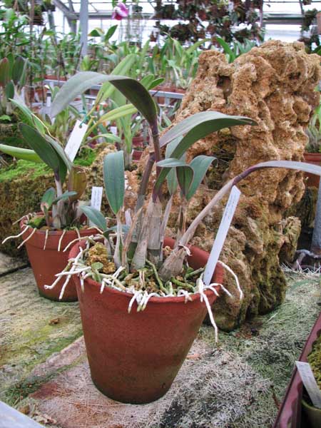 Фото орхидеи Laelia flava