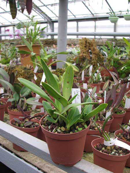 Фото орхидеи Laelia crispilabia