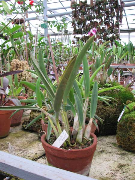 Фото орхидеи Laelia briegeri