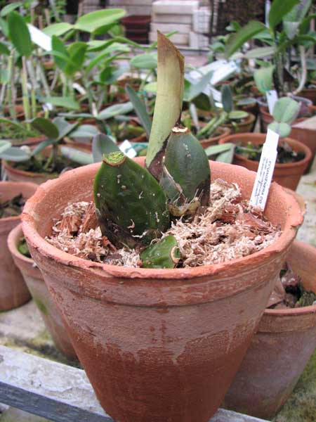 Орхидея Anguloa ruckeri фото.jpg