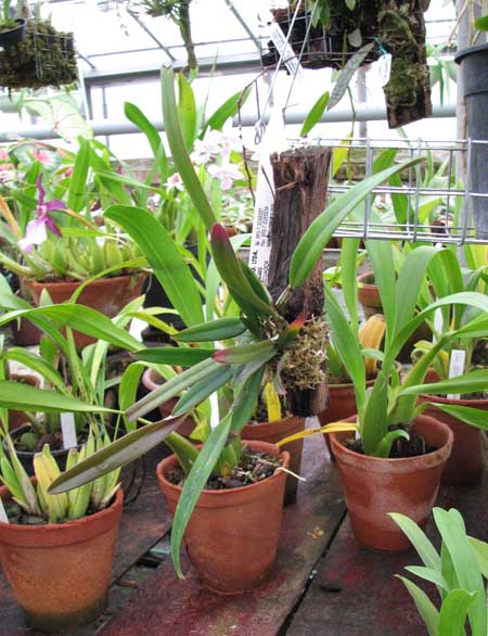 Фото орхидеи Cattleya luteola