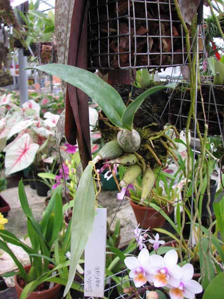 Фото орхидеи Euchile mariae