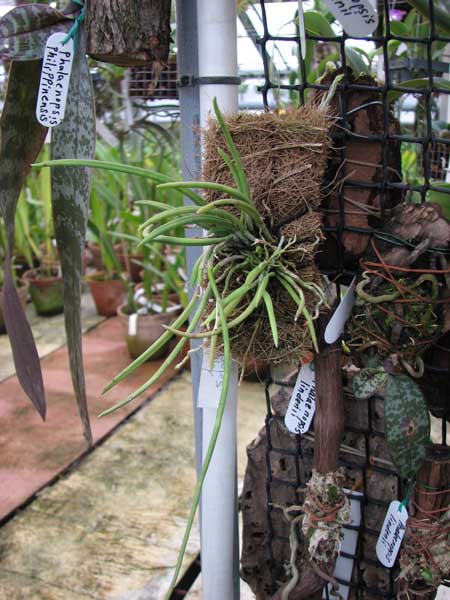 Фото орхидеи Leptotes bicolor