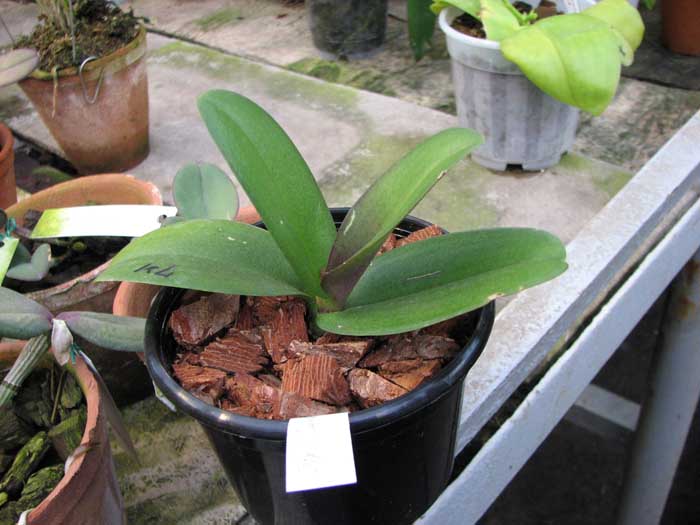 Фото орхидеи Doritaenopsis Jiuhbao Fairy 'ORCHIS'