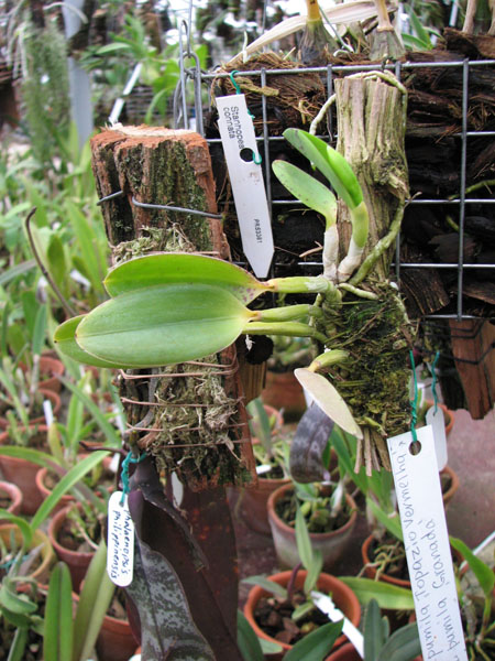 Фото орхидеи Laelia pumila 'Topázio Vermelho' (Z-71) x Laelia pumila 'Granada'