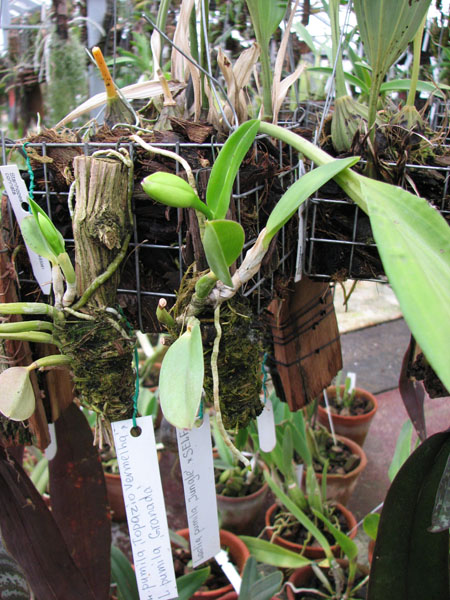 Фото орхидеи Laelia pumila 'Jungle' x SELF
