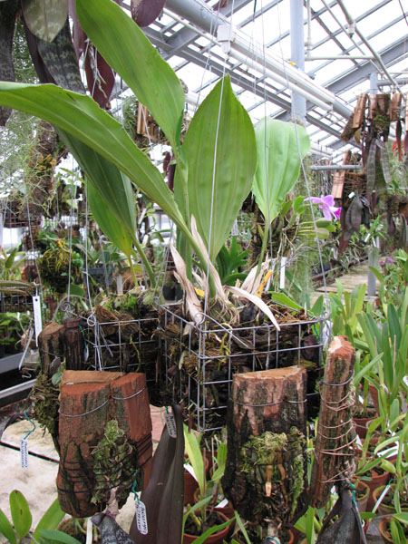 Фото орхидеи Stanhopea connata