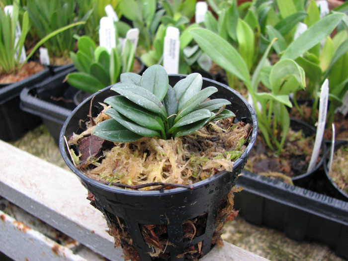 Фото орхидеи Masdevallia wageneriana var. pteroglossa