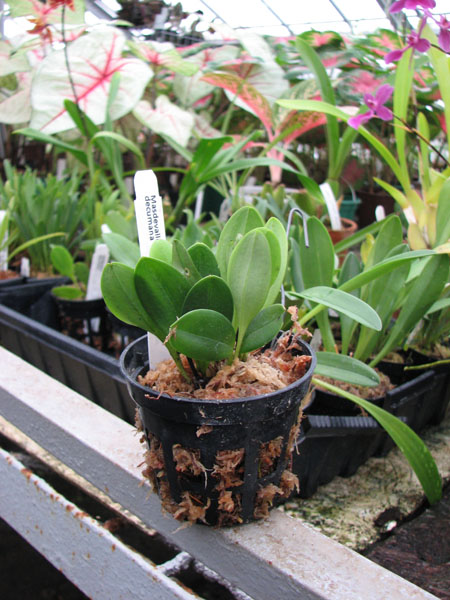 Фото орхидеи Masdevallia decumana