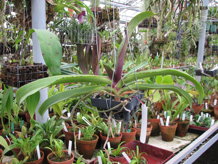 Фото орхидеи Rhynchostylis gigantea red