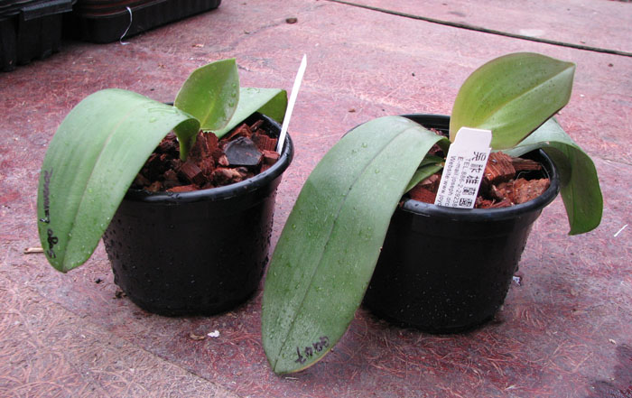 Phalaenopsis.jpg
