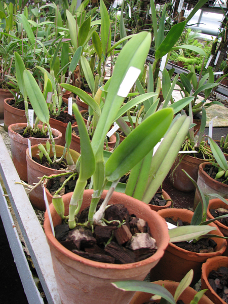Фото орхидеи Brassavola digbyana