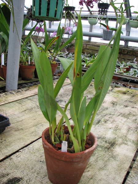 Фото орхидеи Maxillaria molitor