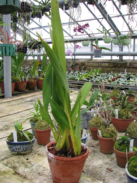 Фото орхидеи Maxillaria Jorge Enriquez