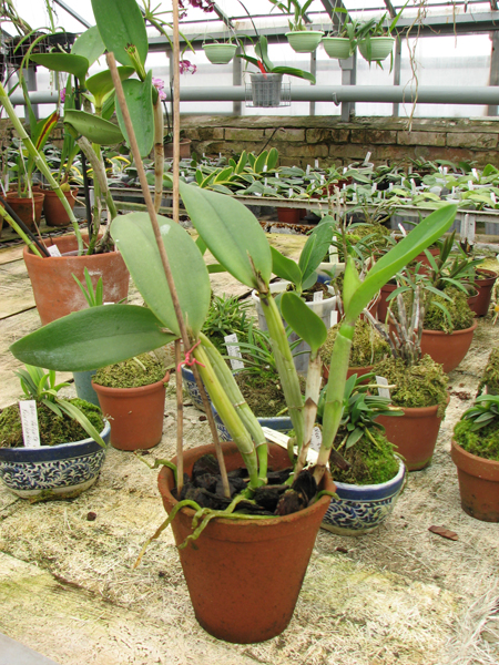 Фото орхидеи Cattleya walkeriana x Cattleya dolosa alba