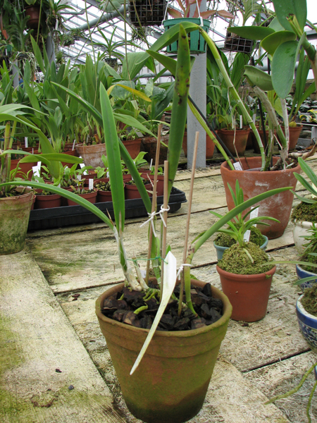 Фото орхидеи Brassavola fragrans x Laeliocattleya Molly Tyler