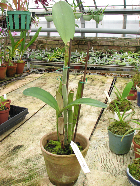 Фото орхидеи Laeliocattleya Rosette Warland x Cattleya Chocolate Drop