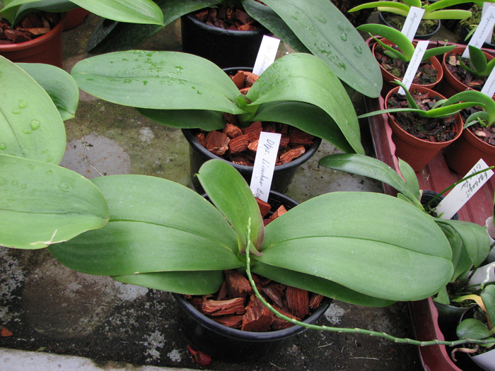 Фото орхидеи Doritaenopsis Lianher Beauty 'M-1'