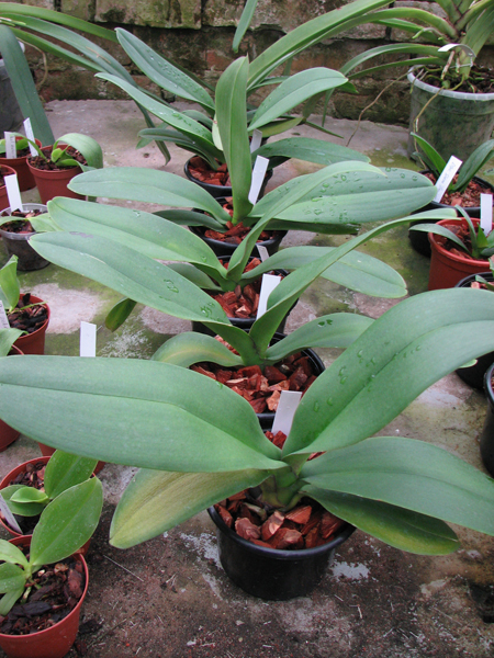 Фото орхидеи Doritaenopsis Leopard Prince 'Sogo'