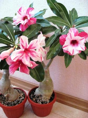 Lip Stick+Double Cellona.jpg