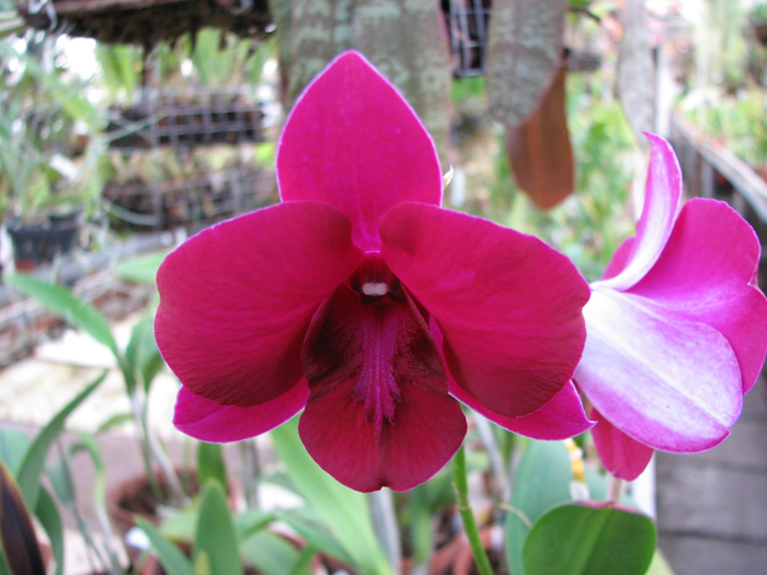 Орхидея Dendrobium Big Ham