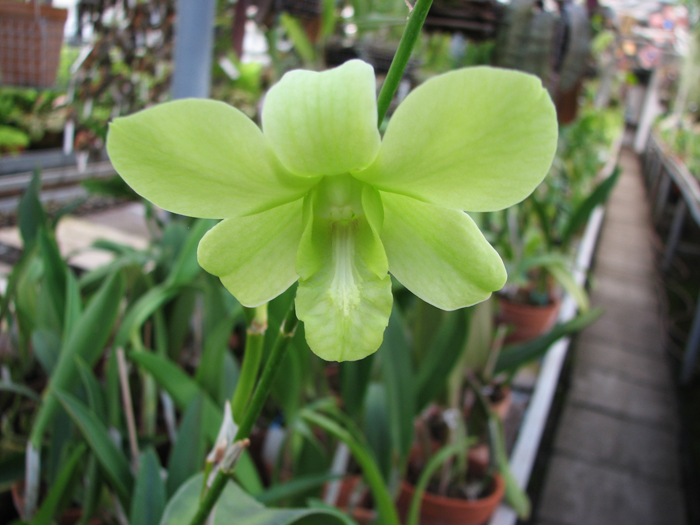 Фото орхидеи Dendrobium Thongchai-May Neal x Mary Trouse