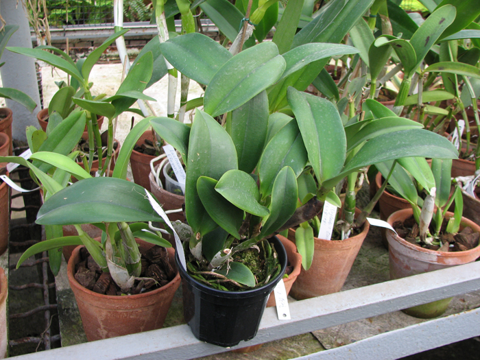 Фото орхидеи Cattlianthe Doris and Byron 'Christmas Rose'