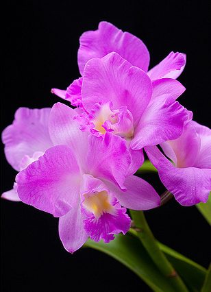 Цветение орхидеи Cattlianthe Doris and Byron 'Christmas Rose'