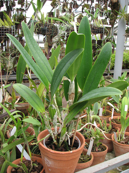 Фото орхидеи Cattleya percivaliana 'Jewel' x Cattleya walkeriana