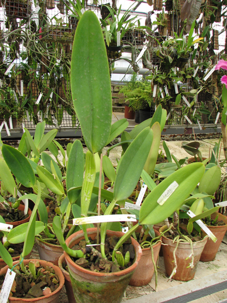 Фото орхидеи Cattleya warneri alba 'Alvinha' x Cattleya warneri semi alba integra orlata