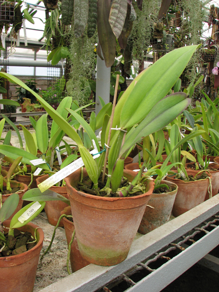 Фото орхидеи Cattleya trianae pincelada 'Taky-Huaylla' x Cattleya trianae integra orlata vinho