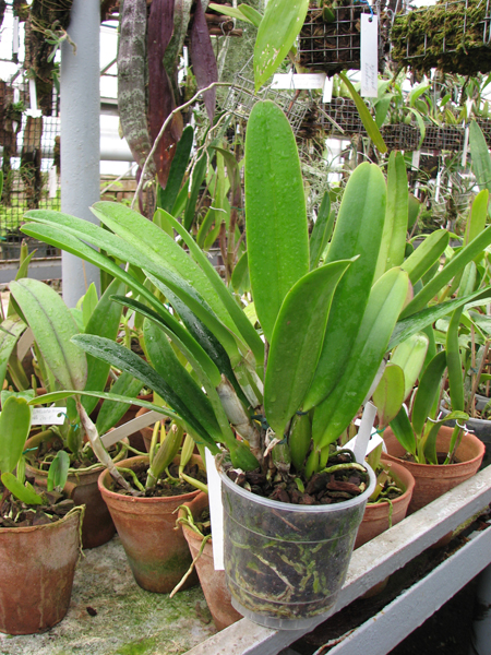 Фото орхидеи Cattleya maxima var. alba 'Queen Silvia' x Cattleya labiata var. alba 'Knabe'