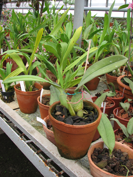 Фото орхидеи Trichopilia laxa