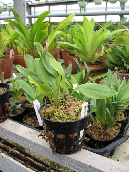 Фото орхидеи Masdevallia hirtzii