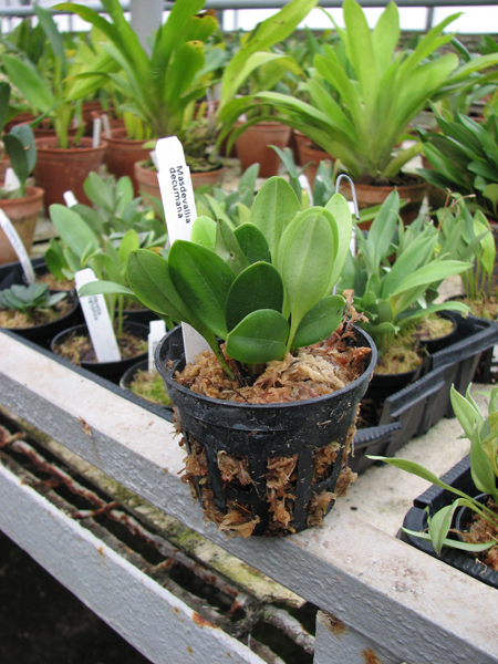 Фото орхидеи Masdevallia decumana