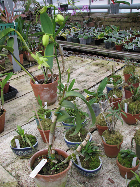 Dendrobium Thongchai-May Neal x Mary Trouse.jpg