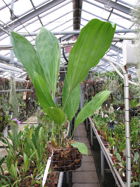 Фото орхидеи Stanhopea embreei orange