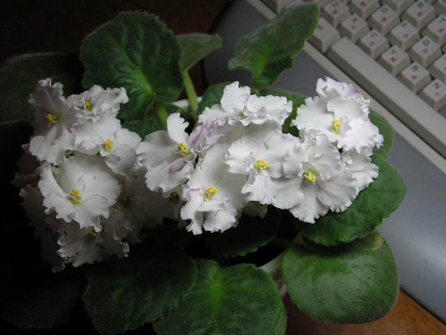 Resize of senpolia_sm_69.jpg