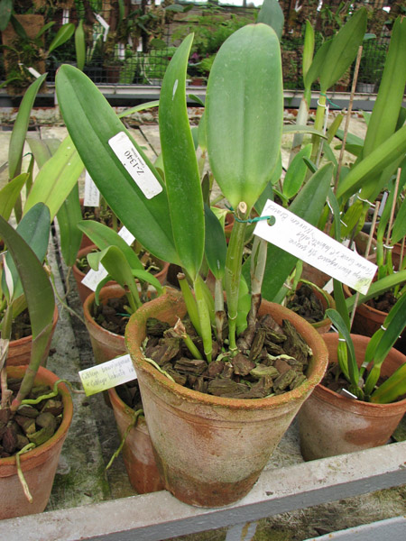 Фото орхидеи Cattleya bowringiana semi alba suave 'Tower Grove' x Cattleya labiata alba 'Nuvem Branca'