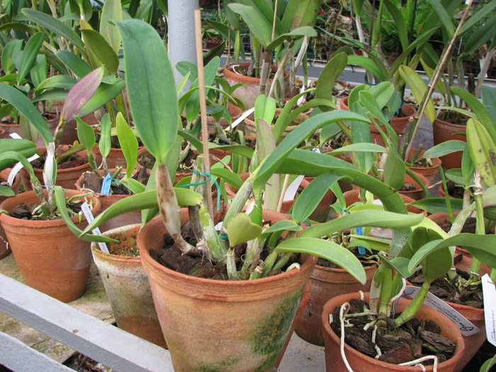 Фото орхидеи Laeliocattleya Mem. Robert Strait 'Islander Delight'