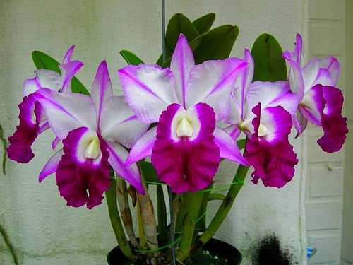 Цветение орхидеи Laeliocattleya Mem. Robert Strait 'Islander Delight'