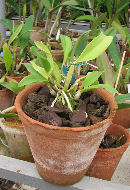 Фото орхидеи Laeliocattleya Cariad's Mini-Quinee 'Angel Kiss'