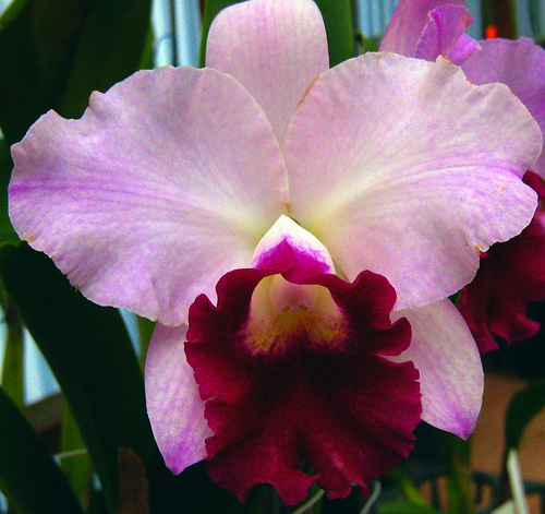 Как цветет орхидея Laeliocattleya Mini Purple х Brassolaeliocattleya Lois Mcneil 'Ace'
