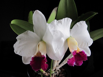 Laeliocattleya Imperial Charm 'Sato' фото цветка орхидеи