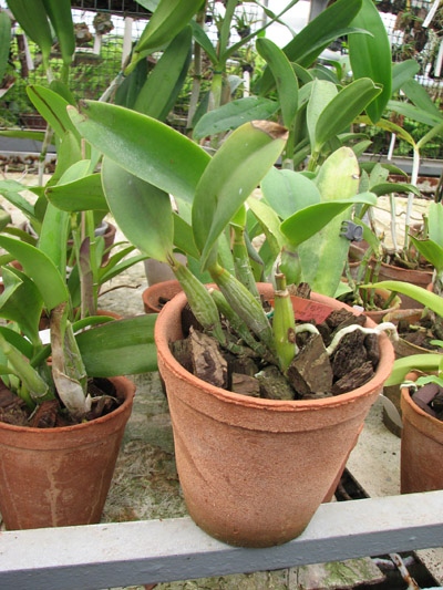 Фото орхидеи Laeliocattleya Love Knot 'Sato'