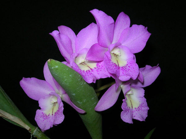 Цветок орхидеи Brassocattleya Little Mermaid 'Janet'.JPG