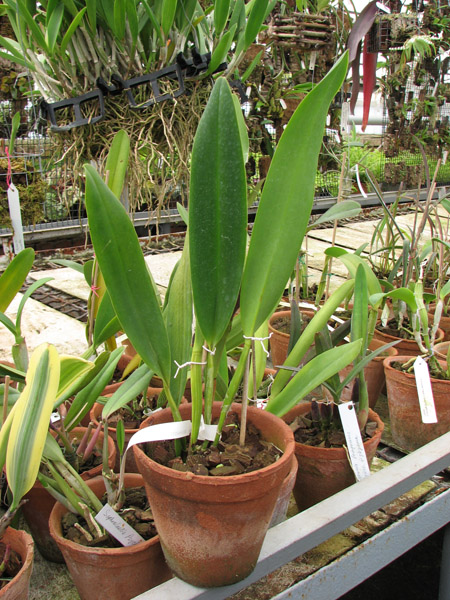 Фото орхидеи Laelia tenebrosa x Brassolaeliocattleya Toshie Aoki