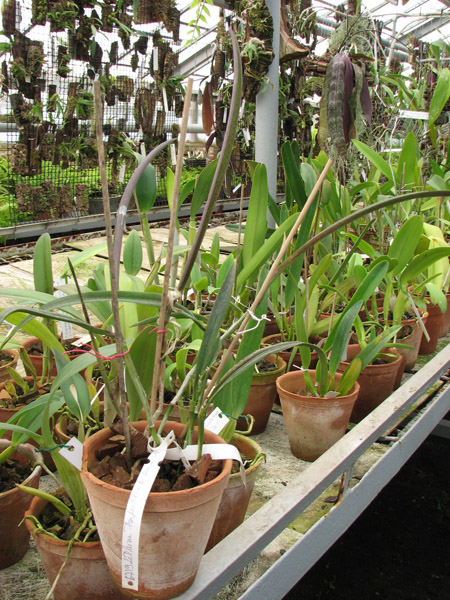 Фото орхидеи Laeliocattleya Plum Perfection x Brassavola perrinii